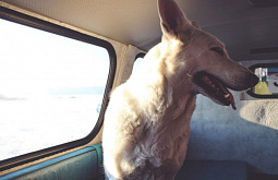 Красноярец путешествовал по Бурятии вместе с собакой (фото)