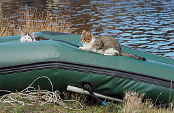 �� ������� ��������������� ��� �������