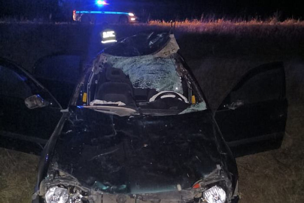 В Бурятии в ДТП с лошадью пострадали два человека