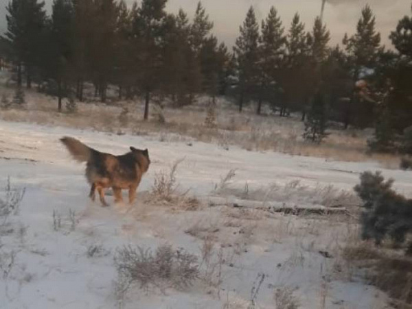 В Улан-Удэ искусанного собаками ребёнка спас пенсионер 