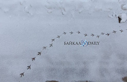 � ������� ������� ��������� ���� 