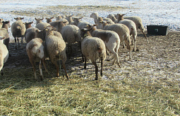 ������ ����� �� ������� ������� ������������ �� ��������� ����������