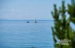 Программа по восстановлению популяции байкальского омуля дала результаты 