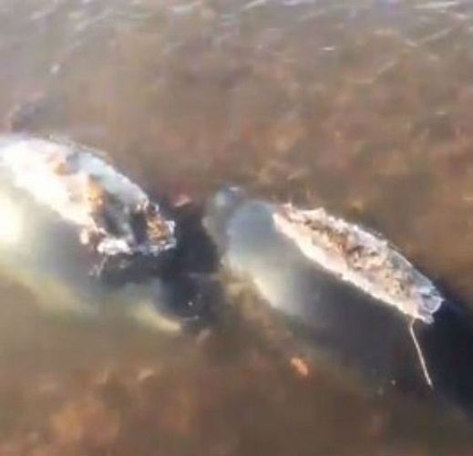 ����� �� ������� ����� ��������� �� ������