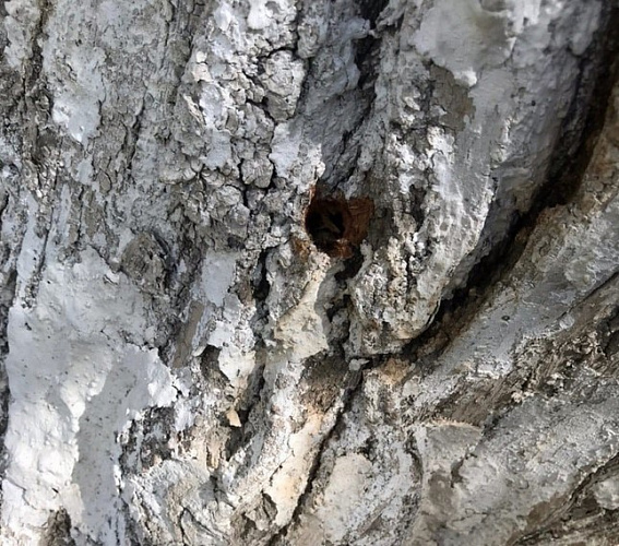 В Чите больше 100 деревьев погибло из-за того, что их просверлили