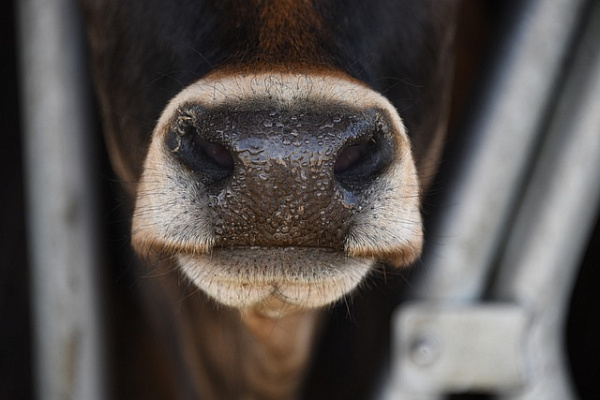 В Бурятии прививают скот от заразной болезни 