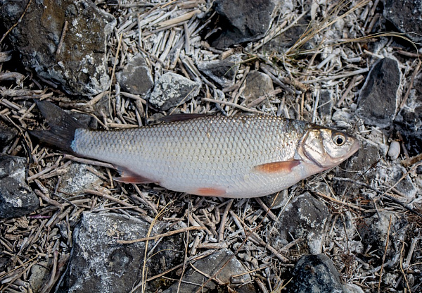 � ���������� ����������, ��� ������������ ���� � �����