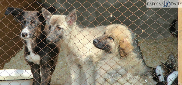 Всех отловленных собак в Улан-Удэ будут выпускать на волю
