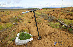 В Заиграевском районе Бурятии высадили более пяти тысяч сеянцев сосны