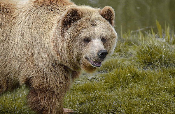 В Бурятии разрешили охотиться на медведей с 12 апреля