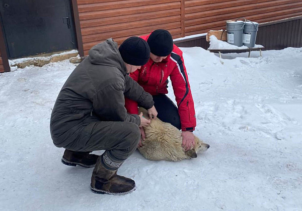 � ��������� ����-��� ������� ����������� ���������� �������� ��������