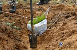 ������� ������� 81 ������� �� �������������� �����