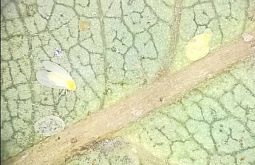 � �������� ������ ����� 3 ����� ��������� ��� 