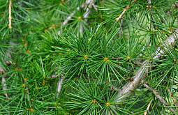 �������� ����� ������� � ��������� �������