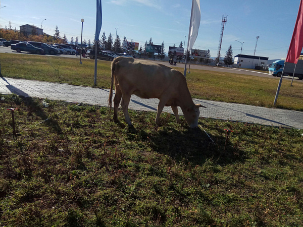 В аэропорту Улан-Удэ приезжающих встречали коровы (фото)