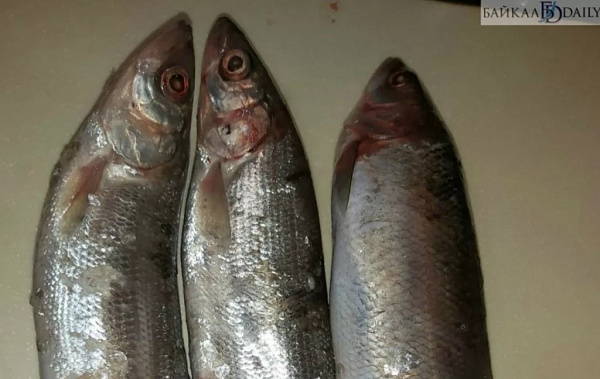 ������ ������� �������� �� 10 ������ ����� 72 �����