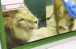 Львы и тигры из иркутской зоогалереи балуются во время мытья стёкол 