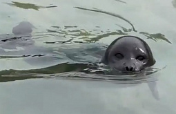 ����� ������������ ������������� ����� �� ������� 