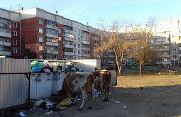 ����-������ ���������� �� �������� �� ������ ����� (����) 