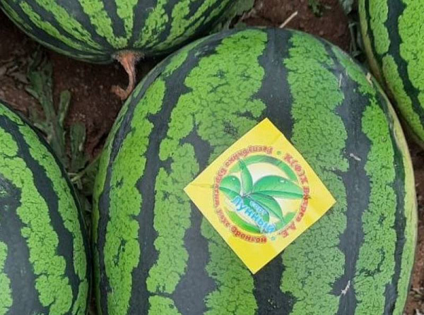 ����������� ������ �������� ����� ��������� ������������� 