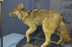 � ����-��� ������� �������� �������� ����� � �������