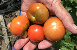 � ���������� �������� �������� ����� ���������� �������������