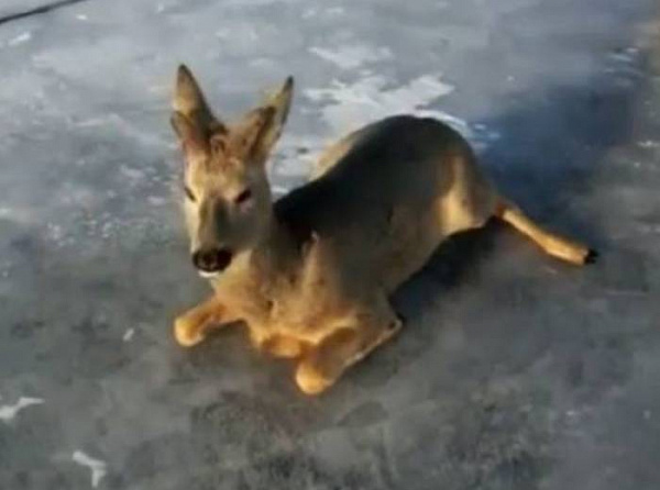 ������ ������ �� ���� ������� 