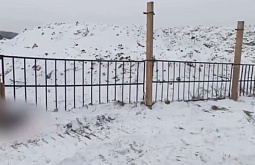 Собаки насмерть загрызли работника ТБО в Братске 