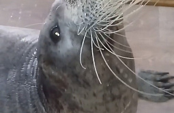 � ������� ��-�� ������������ ����� ������� �������