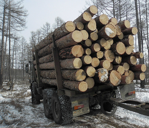 В Бурятии «чёрные» лесорубы спилили деревья на 420 тысяч