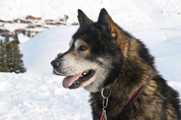 � ����-��� ���������� ���� �������� ��� ������ �����