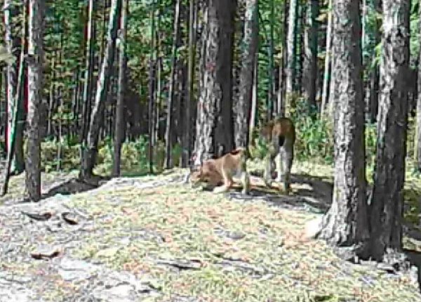 � ����������� ����������� ������� ����� �����