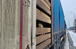 В Иркутской области пресекли незаконную перевозку 65 голов скота