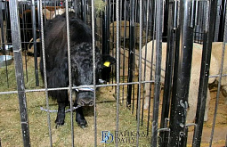 ������� �� 65-� ����� �� ������������ ��������� ��������� ���������