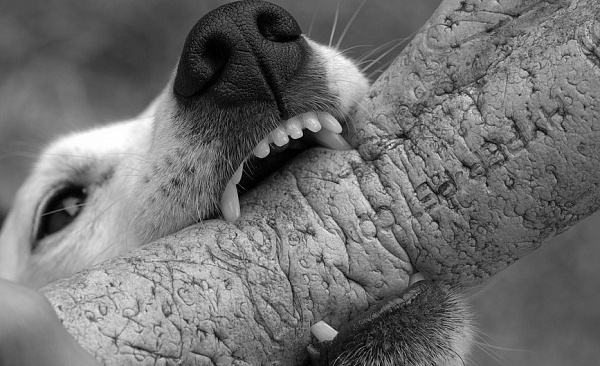 � ����-��� ���� ����� �������� 4-������ ������� 