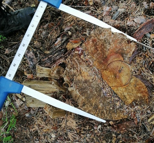 В Бурятии «чёрный» лесоруб спилил деревья на 212 тысяч рублей