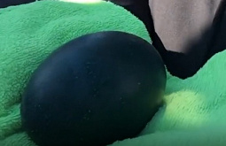 � ������� ������� ������ ���� ����������� ����� 