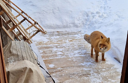 �������� �������: � ����������� ������� ������� ����������� ����