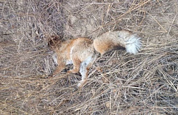 � ����-��� ������� ������� ������� ���������� ���������