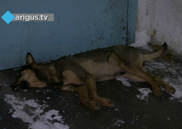 � ����-��� ������� ���������� �������� �����