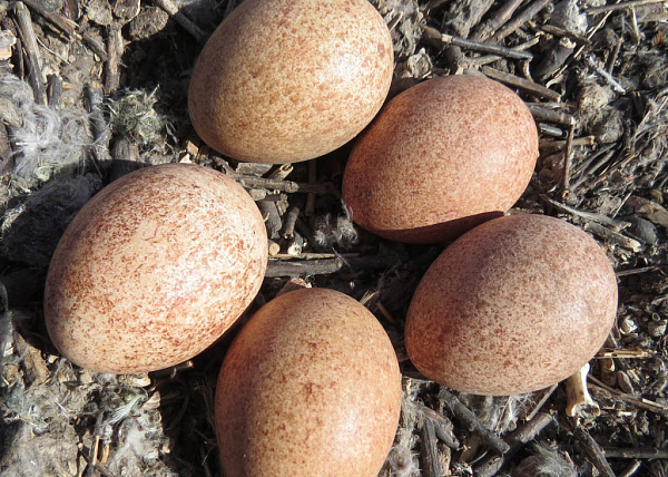 � ����������� ���������� ����� ������� �������