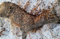 � ��������� ������� ���������� ���������� ����� ������