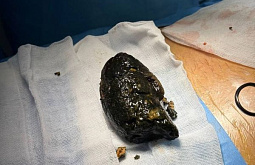 ����� ������ ����-������ �� �������� 