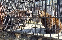 � ������� �������� ���������������� ����� ���������� � ����� �������