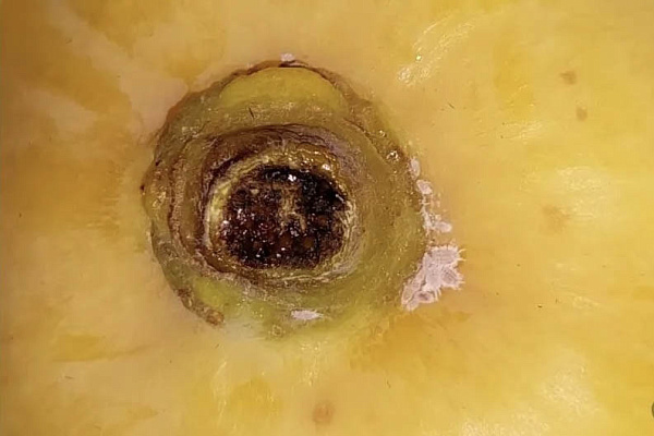 � ���������� ������� �������� ������������ ���������