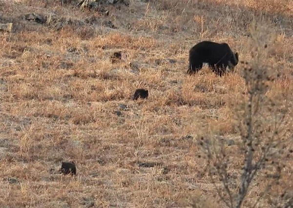 В Забайкалье засняли медвежье семейство