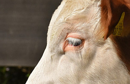 � ������� ��������� �������� ��� ��������