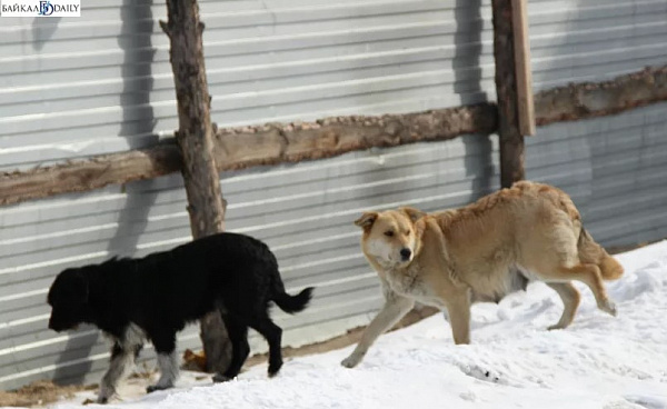 � ����� ������ ����������� �������� ����� 