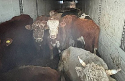 � ������ ������� ����������� ����� �� ����������