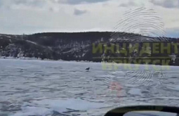 На льду Байкала туристы засняли резвого лисёнка